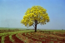 Ipê-Amarelo, a árvore-símbolo do Brasil.