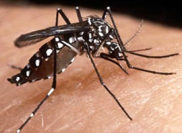 Aedes aegypti. Mosquito